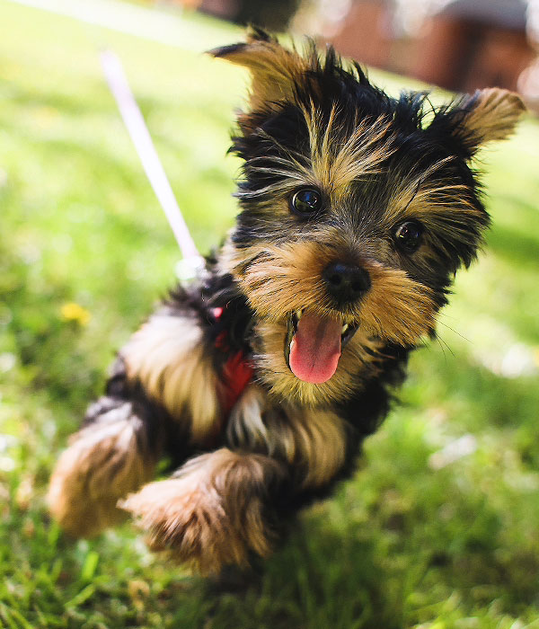 Loyalty Systems Philippines